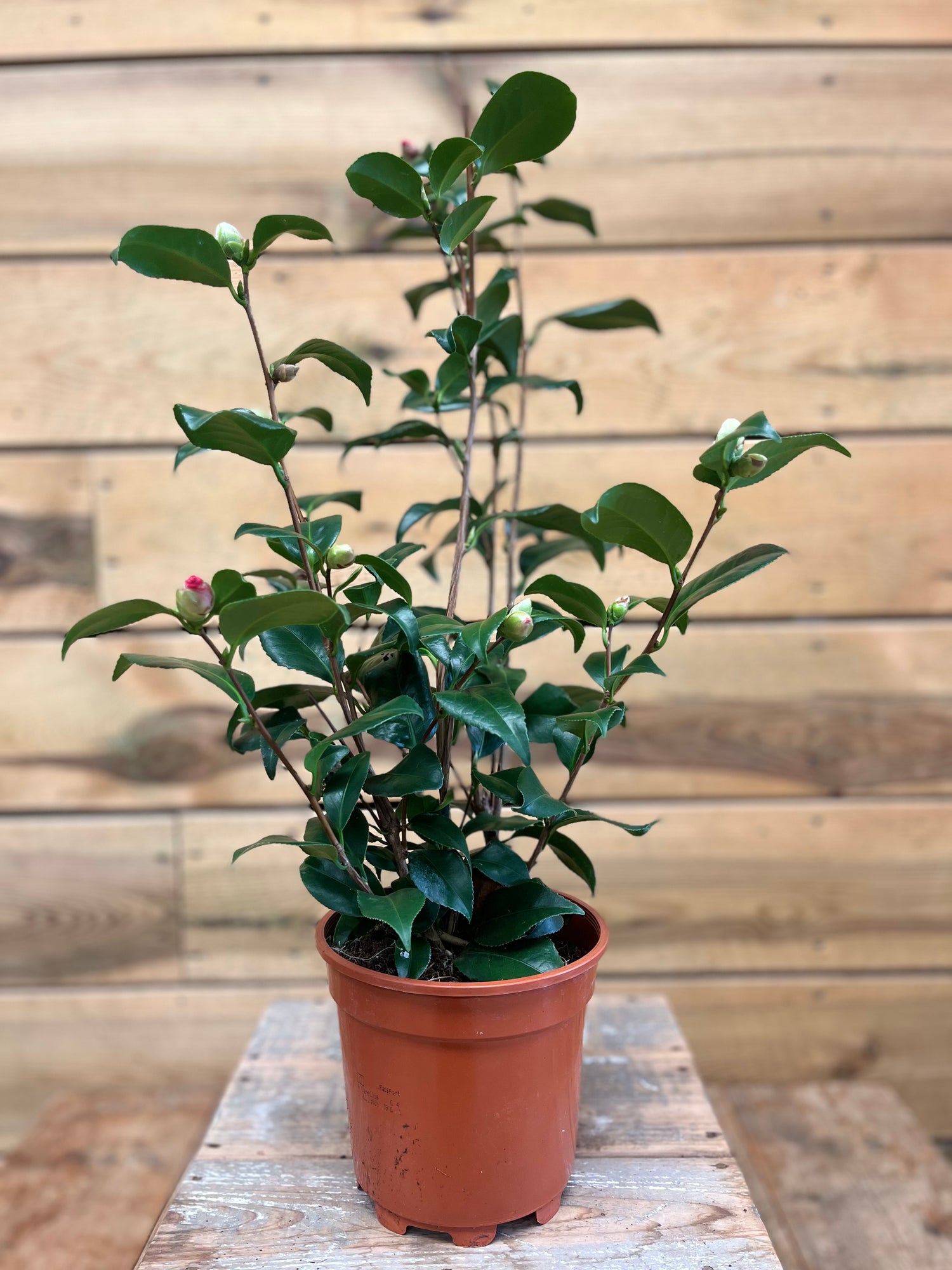 Camellia voorkant