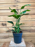 Strelitzia Nicolai voorkant