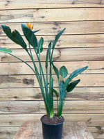Strelitzia Reginae voorkant