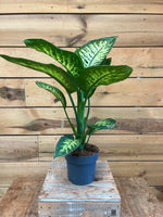 Dieffenbachia voorkant