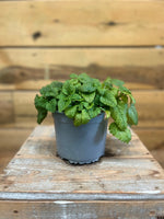 Citroenmelisse (Melissa) voorkant