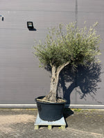 Olijfboom (Olea europaea) voorkant
