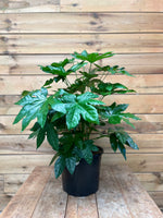 Fatsia japonica voorkant