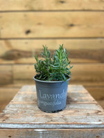 Lavendel angustifolia voorkant