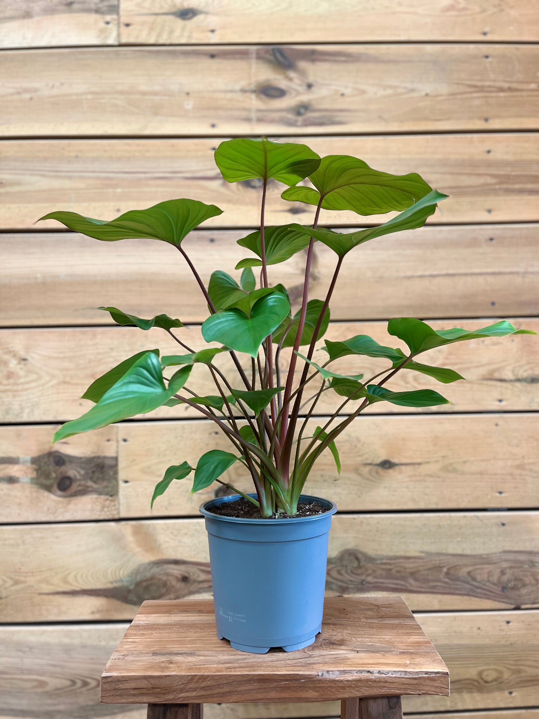 Homalomena voorkant