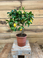 Citrus floridana voorkant
