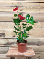 Anthurium voorkant