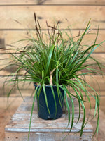 Carex 'Everlime' voorkant