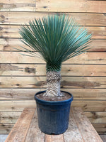 Yucca rostrata voorkant