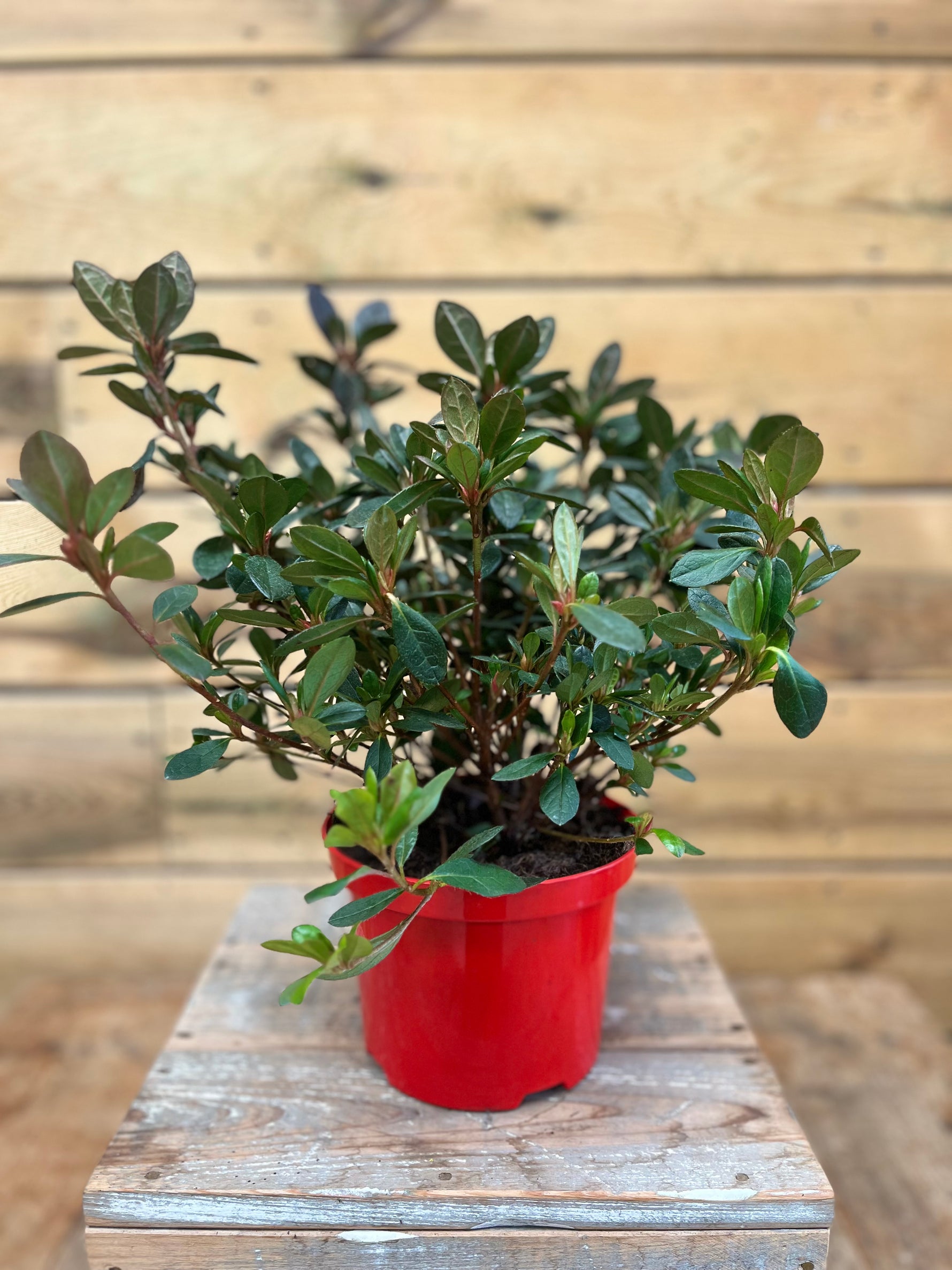 Azalea japonica 'Arabesk' voorkant