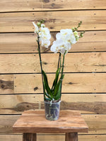 Orchidee Phalaenopsis - 3 tak voorkant