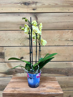 Orchidee Phalaenopsis - 3 tak geel voorkant