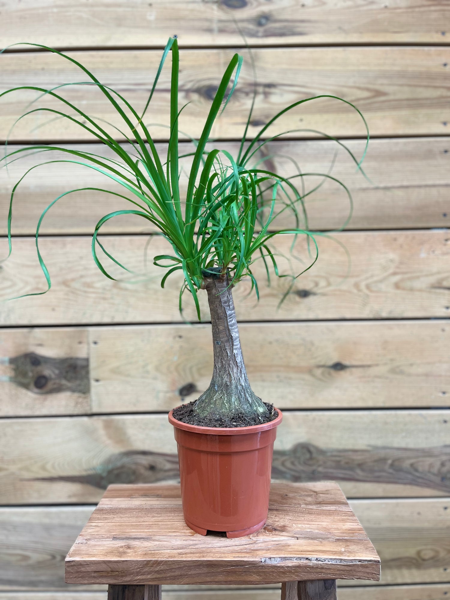 Beaucarnea voorkant