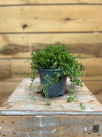 Santoreggia voorkant