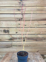 Acer palmatum voorkant