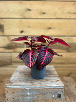 Iresine/ Bloedbladplant voorkant