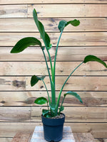 Strelitzia nicolai voorkant