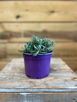 Lavendel 'Blau' voorkant