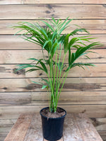 Kentia palm voorkant