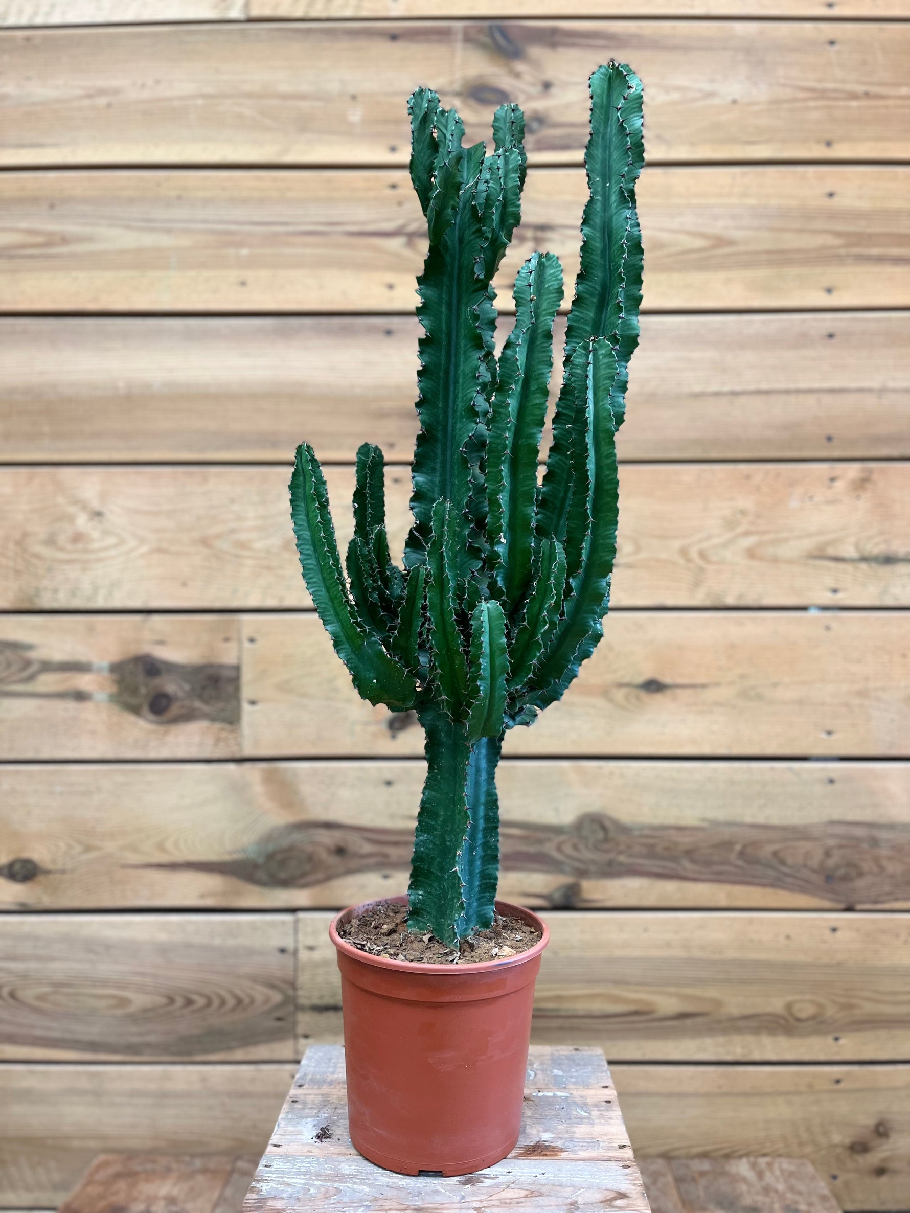 Euphorbia voorkant