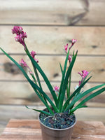 Anigozanthos - ↕ 35 cm - Groen-online