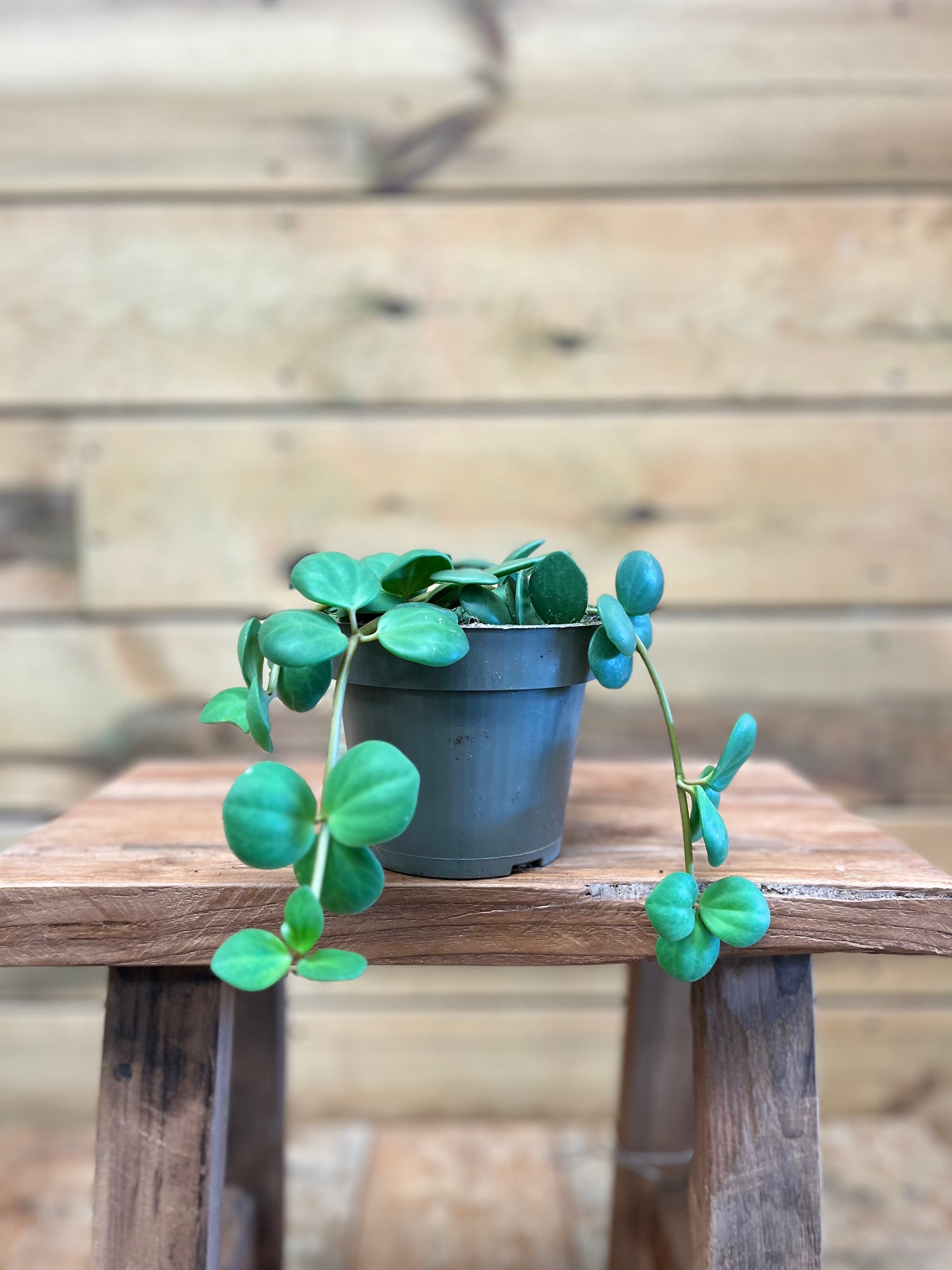 Peperomia voorkant