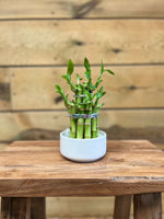 Lucky Bamboo voorkant