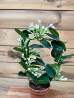 Stephanotis dichtbij klein