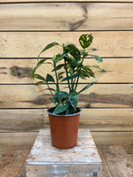 Aucuba japonica voorkant