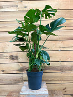 Monstera voorkant
