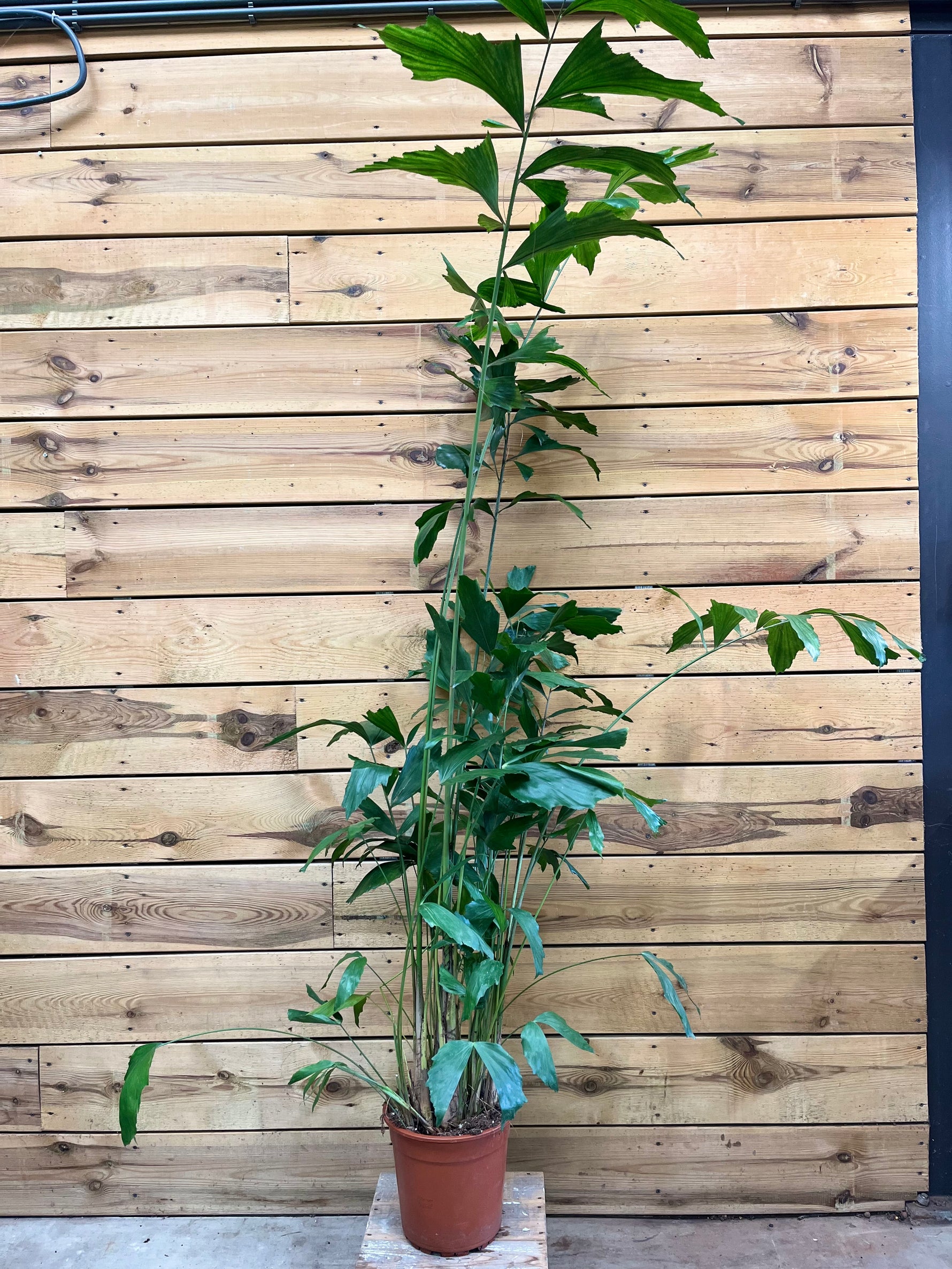 Caryota bovenkant