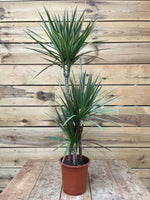 Dracaena 3 stam voorkant