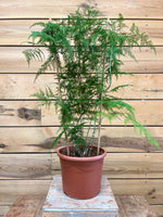 sierasperge voorkant