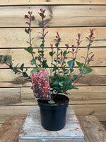 Photinia 'Little Red Robin' voorkant