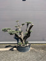 Olijfboom pon pon voorkant