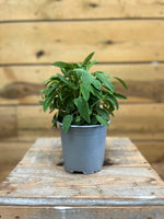 Salie (Salvia officinalis) voorkant