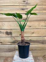 Alocasia op stam voorkant