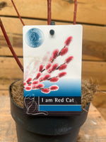 Salix (Red Cat) etiket