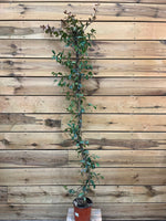 Trachelospermum jasminoides (Toscaanse jasmijn) voorkant