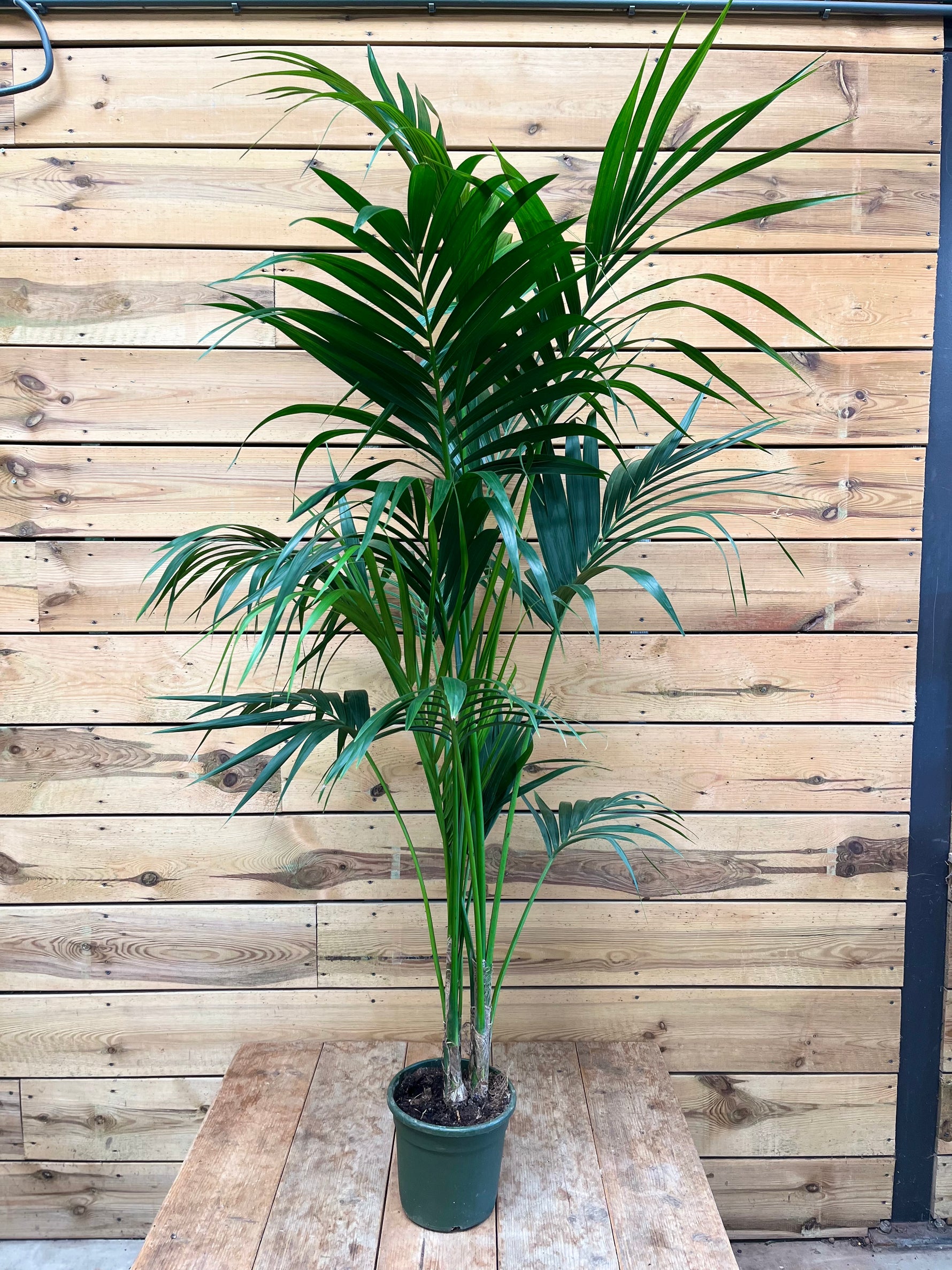 Kentia-palm voorkant