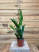 Zamioculcas emerald palm voorkant
