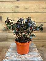 Azalea japonica 'Orange Beauty' voorkant