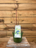 Blauwe bes 'Duke' voorkant