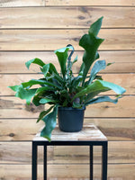 Platycerium voorkant