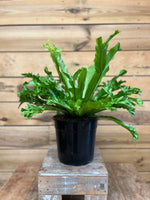 Asplenium Nestvaren voorkant