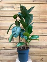 Ficus Elastica voorkant