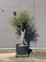 Olijfboom (Olea europaea) voorkant