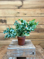 Phlebodium Blue Star voorkant