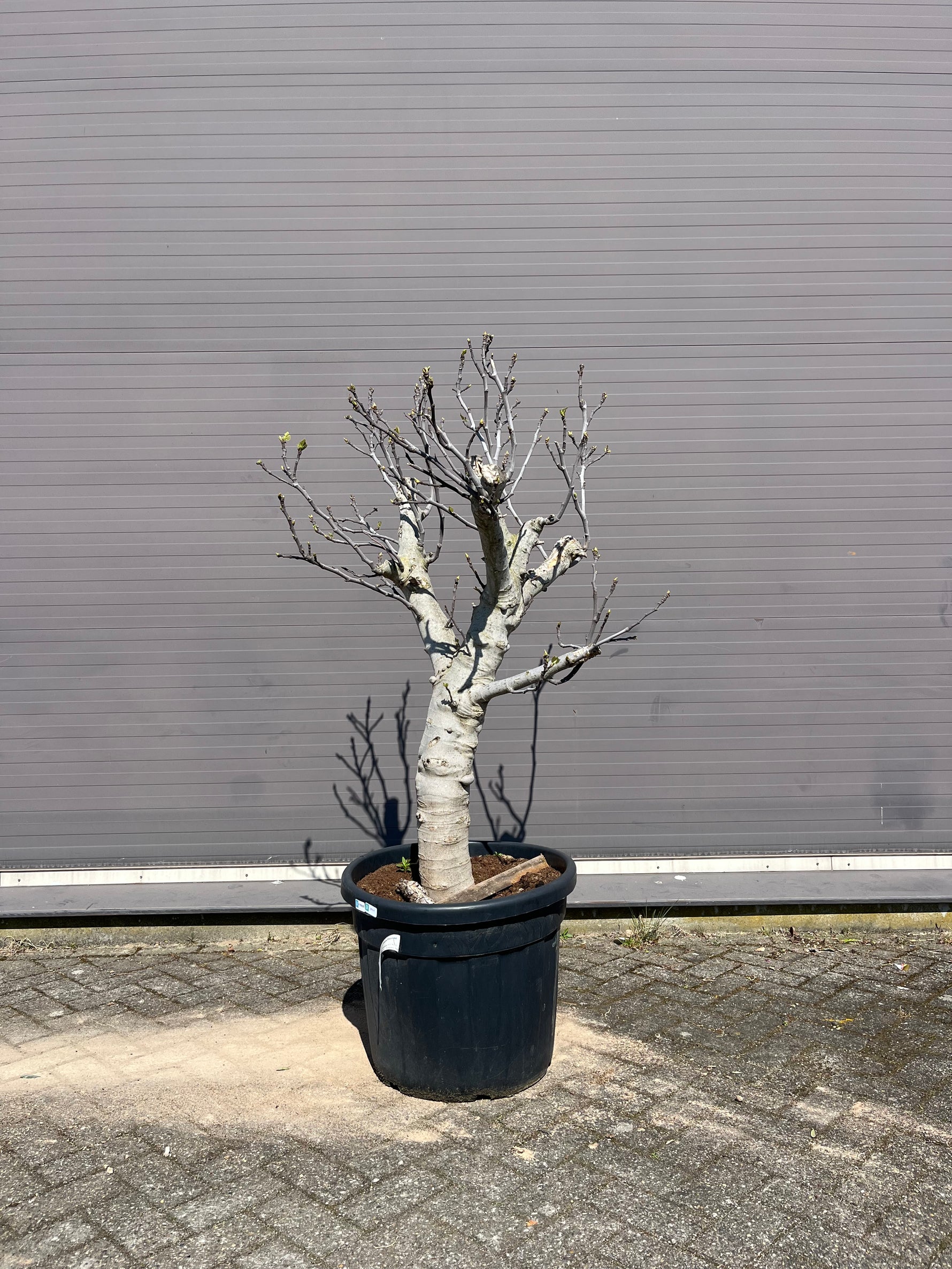 Vijgenboom voorkant