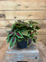 Coleus voorkant